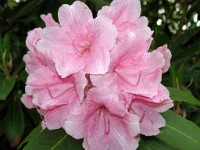 IMG 0207 edited-1 : Exbury, 4 Stars, 4Star Web, PX - Animals & Plants - June 2007, PX - CloseUp June01 2007