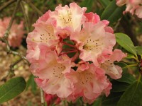 IMG 0210 : Exbury, 4 Stars