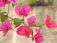 IMG 0627 edited-1 : Fowey, 4 Stars, Temp