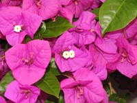 IMG 0630 : Fowey, 4 Stars