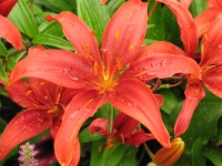 IMG 0632 : Fowey, 4 Stars