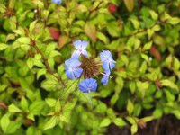 IMG 0645 : Fowey, 4 Stars