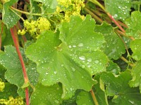 IMG 0646 edited-1 : Fowey, 4 Stars, Temp