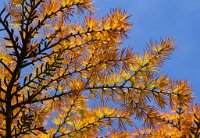DSC1194 : 3 Stars, Ampfield Arboretum Autumn 2020, RAW