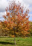 DSC1196 : 3 Stars, Ampfield Arboretum Autumn 2020, RAW
