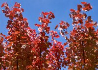 DSC1197 : 3 Stars, Ampfield Arboretum Autumn 2020, RAW