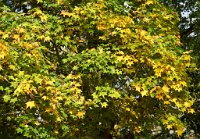 DSC1202 : 3 Stars, Ampfield Arboretum Autumn 2020, RAW