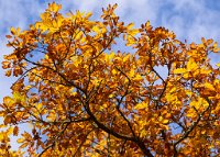 DSC1203 : 3 Stars, Ampfield Arboretum Autumn 2020, RAW