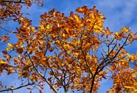 DSC1206 : 3 Stars, Ampfield Arboretum Autumn 2020, RAW