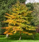 DSC1210 : 3 Stars, Ampfield Arboretum Autumn 2020, RAW