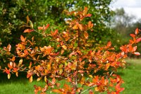 DSC1212 : 3 Stars, Ampfield Arboretum Autumn 2020, RAW