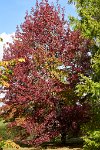 DSC1214 : 3 Stars, Ampfield Arboretum Autumn 2020, RAW