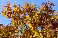 DSC1216 : 3 Stars, Ampfield Arboretum Autumn 2020, RAW