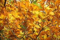 DSC1237 : 3 Stars, Ampfield Arboretum Autumn 2020, RAW