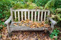 DSC1239 : 3 Stars, Ampfield Arboretum Autumn 2020, RAW
