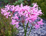 DSC1240 : 3 Stars, Ampfield Arboretum Autumn 2020, RAW