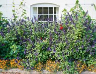 DSC1241 : 3 Stars, Ampfield Arboretum Autumn 2020, RAW