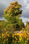DSC1249 : 3 Stars, Ampfield Arboretum Autumn 2020, RAW