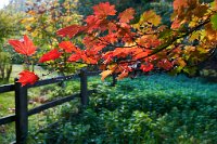 DSC1257 : 4 Stars, Ampfield Arboretum Autumn 2020, RAW