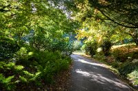DSC1259 : 3 Stars, Ampfield Arboretum Autumn 2020, RAW