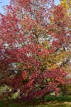 DSC2408 : 3 Stars, Ampfield Arboretum Autumn 2021, RAW