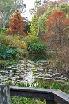 DSC2426 : 3 Stars, Ampfield Arboretum Autumn 2021, RAW