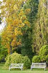 DSC2444 : 3 Stars, Ampfield Arboretum Autumn 2021, RAW