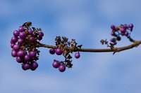 DSC1341 : 3 Stars, Ampfield Arboretum Dec 2020, RAW