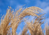 DSC1342 : 3 Stars, Ampfield Arboretum Dec 2020, RAW