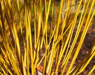 DSC1347 : 3 Stars, Ampfield Arboretum Dec 2020, RAW