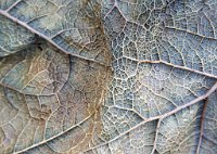 DSC1351 : 3 Stars, Ampfield Arboretum Dec 2020, RAW