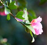 DSC1353 : 3 Stars, Ampfield Arboretum Dec 2020, RAW