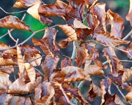 DSC1354 : 3 Stars, Ampfield Arboretum Dec 2020, RAW