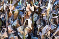 DSC1355 : 3 Stars, Ampfield Arboretum Dec 2020, RAW