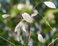 DSC1357 : 3 Stars, Ampfield Arboretum Dec 2020, RAW
