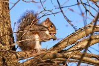 DSC1358 : 3 Stars, Ampfield Arboretum Dec 2020, RAW