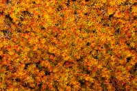 K20D0137 edited-1 : 3 Stars, RAW, Ampfield Arboretum