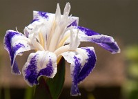 K20D0164 edited-1 : 4 Stars, RAW