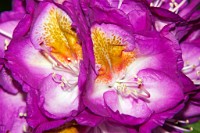 K20D0196 edited-1 : 4 Stars, RAW