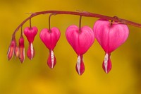 K20D0215 edited-1 : 5 Stars, RAW