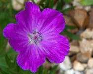 K20D0225 edited-1 : 4 Stars, RAW, Ampfield Arboretum, ACR-JPG