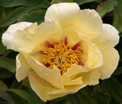 K20D0244 edited-1 : 4 Stars, RAW, Ampfield Arboretum, ACR-JPG