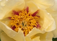 K20D0245 edited-1 : 4 Stars, RAW, Ampfield Arboretum, ACR-JPG