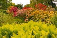 K20D0274 edited-1 : 3 Stars, RAW, Ampfield Arboretum