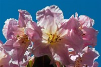 K20D0357 edited-1 : 4 Stars, Tam 90+Tam_1.4, RAW, ACR-JPG, Ampfield Arboretum