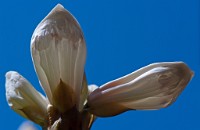 K20D0365 edited-1 : 4 Stars, Tam 90+Pro_1.7, RAW, ACR-JPG, Ampfield Arboretum