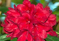 K20D0386 edited-1 : 3 Stars, Tam 90+Pro_1.7, RAW, Ampfield Arboretum