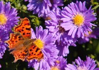 K20D2203 edited-1 : 3 Stars, RAW, Ampfield Arboretum