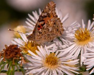 K20D2206 edited-1 : 3 Stars, RAW, Ampfield Arboretum