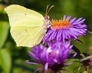 K20D2232 edited-1 : 3 Stars, RAW, Ampfield Arboretum